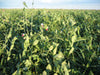 Tecomate Max-Attract — Deer & Turkey Food Plot Seed