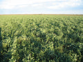 Tecomate Max-Attract — Deer & Turkey Food Plot Seed