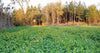 Tecomate Max-Attract — Deer & Turkey Food Plot Seed